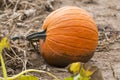 Closeup of orange ripe pumpkin growing on vine in soil of pumpkin field Royalty Free Stock Photo