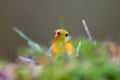 Closeup of an orange robin bird hiding behind the grass