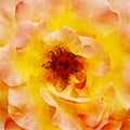 Closeup Orange Rose Fine Art