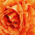 Closeup Orange Rose Fine Art