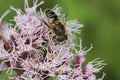 Closeup on an orange spined or Stripe-faced Dronefly, Eristalis nemorum sitting on a pink hemp-agrimony flower