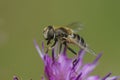 Closeup on an orange spined or Stripe-faced Dronefly, Eristalis nemorum sitting on a purple thistle