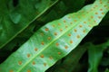 Orange Spore Clusters Called Sori on the Underside of Microsorum Scolopendria or Wart Fern\'s Leaf