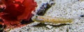 Closeup of a orange spotted sleeper goby, sand sifting fish, tropical aquarium pet from the indian ocean