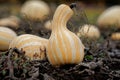 Closeup of orange striped cushaw growing in the garden Royalty Free Stock Photo