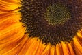 Closeup orange sunflower