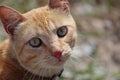 Closeup of orange tabby cat looking at camera Royalty Free Stock Photo