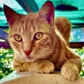 Closeup of Orange Tabby Cat Royalty Free Stock Photo