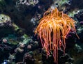 Closeup of a orange tentacled sea anemone, tropical invertebrate specie, living flowers of the sea