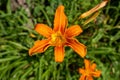 Closeup of orange tiger lily daylily defocused green garden background Royalty Free Stock Photo