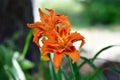 Closeup of an orange tiger lily growing on a green shrub