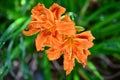 Closeup of an orange tiger lily growing on a green shrub