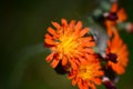 Closeup of an orange tiger lily growing on a green shrub