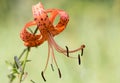 Closeup of Orange Tiger Lily Royalty Free Stock Photo