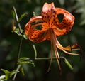 Closeup of Orange Tiger Lily Royalty Free Stock Photo