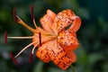 Closeup of Orange Tiger lily Lilium lancifolium, syn. L. tigrinum, Royalty Free Stock Photo
