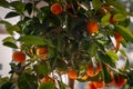 CloseUp: Orange-tree and leaves with nice Oranges and dark green Royalty Free Stock Photo