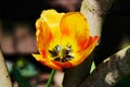 Closeup of orange tulip in bloom on dark nature background Royalty Free Stock Photo
