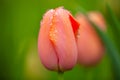 Closeup orange tulip bud in the garden Royalty Free Stock Photo