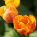 Closeup of orange tulip and rain drop Royalty Free Stock Photo