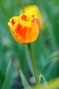 A Closeup orange tulip under the sun