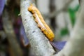 Closeup of orange worm caterpillar