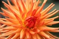 Closeup of Orange Yellow Dahlia flower Royalty Free Stock Photo