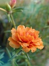 Closeup orange yellow flower moss-rose purslane plants Portulaca grandiflora with soft selective focus for pretty background Royalty Free Stock Photo