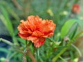 Closeup orange yellow flower moss-rose purslane plants Portulaca grandiflora with soft selective focus for pretty background Royalty Free Stock Photo