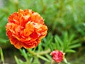 Closeup orange yellow flower moss-rose purslane plants Portulaca grandiflora with soft selective focus for pretty background Royalty Free Stock Photo