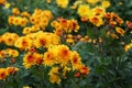 Closeup of Orange Yellow Chrysanthemum Flowers Royalty Free Stock Photo