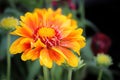 Closeup of a orange and yellow gaillardia flower Royalty Free Stock Photo