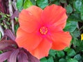 Closeup, Orange yellow hibiscus flower blooming on tree blurred green leaf background for stock photo, spring summer flower Royalty Free Stock Photo