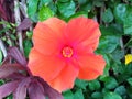 Closeup, Orange yellow hibiscus flower blooming on tree blurred green leaf background for stock photo, spring summer flower Royalty Free Stock Photo