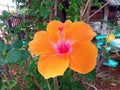 Closeup, Orange yellow hibiscus flower blooming on tree blurred green leaf background for stock photo, spring summer flower Royalty Free Stock Photo