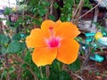 Closeup, Orange yellow hibiscus flower blooming on tree blurred green leaf background for stock photo, spring summer flower Royalty Free Stock Photo