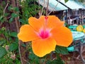 Closeup, Orange yellow hibiscus flower blooming on tree blurred green leaf background for stock photo, spring summer flower Royalty Free Stock Photo