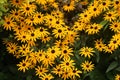 Closeup of the orange and yellow rudbeckia black eyed susan flowers with green leaves in the garden Royalty Free Stock Photo