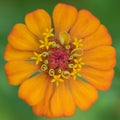 Closeup of an orange zinnia bloom Royalty Free Stock Photo