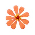 Closeup, Orange zinnia flower blossom bloom isolated on white background for stock photo. sigle floral head, decoration design