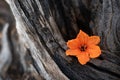 Closeup of an orange ziricote flower on a tree trunk Royalty Free Stock Photo