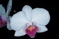 Closeup orchid on black background. Orchids blossom close up, Phalaenopsis