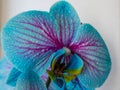 Closeup of orchid petals in cyan blue and magenta