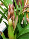 Closeup of orchid buds ready to bloom in winter