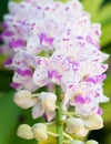 Closeup orchid flower