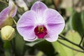 Closeup orchid flower over blurred garden background Royalty Free Stock Photo