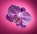 Closeup orchid flower in pearl air bubbles on purple Royalty Free Stock Photo