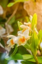 Closeup orchid flowers. Beautiful yellow orchid