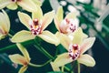 Closeup of orchid flowers. Growing  houseplants. Phalaenopsis Orchidaceae. Royalty Free Stock Photo