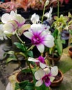 Closeup: Orchid Garden, Anggrek Dendrobium